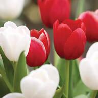 Tulip Valentine Mix