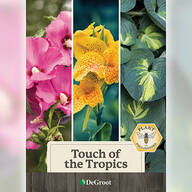 Touch of the Tropics Plant Mix